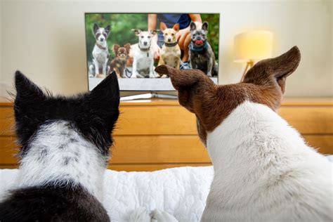 what is dog tv channel.